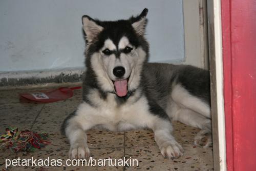 angie Dişi Alaskan Malamute