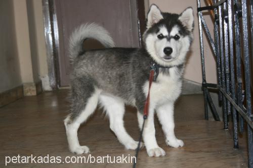 angie Dişi Alaskan Malamute