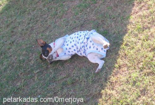 rani Dişi Jack Russell Terrier