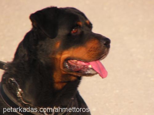 toros Erkek Rottweiler