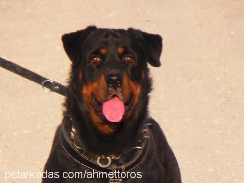 toros Erkek Rottweiler