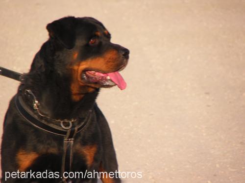 toros Erkek Rottweiler