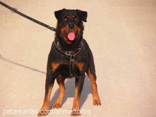 toros Erkek Rottweiler