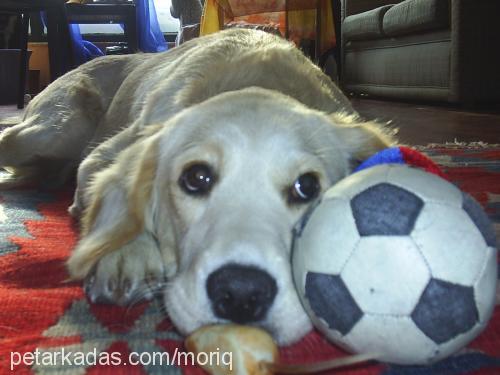 matilda Dişi Golden Retriever