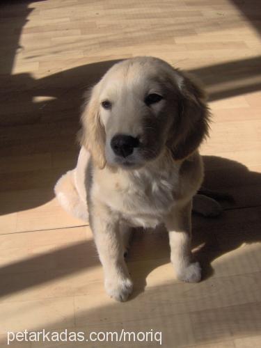 matilda Dişi Golden Retriever