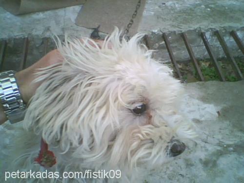 fıstık Dişi West Highland White Terrier