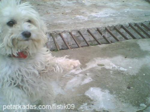 fıstık Dişi West Highland White Terrier