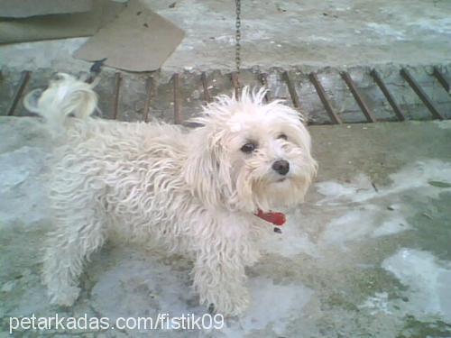 fıstık Dişi West Highland White Terrier