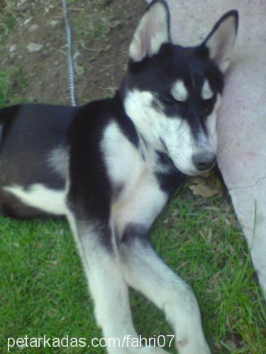 mişa Dişi Sibirya Kurdu (Husky)