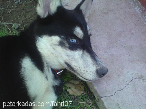 mişa Dişi Sibirya Kurdu (Husky)