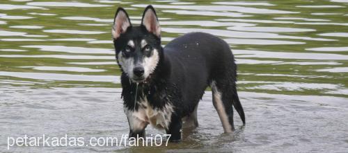 mişa Dişi Sibirya Kurdu (Husky)