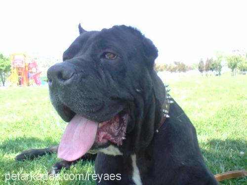 hektor Erkek Mastiff