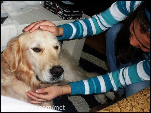 max Erkek Golden Retriever