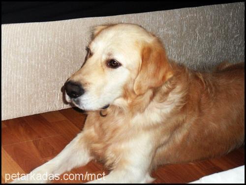 max Erkek Golden Retriever