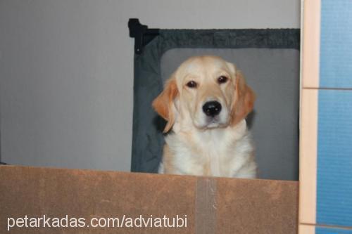 tubi Dişi Golden Retriever