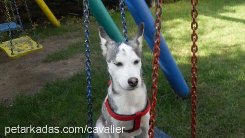 irma Dişi Sibirya Kurdu (Husky)