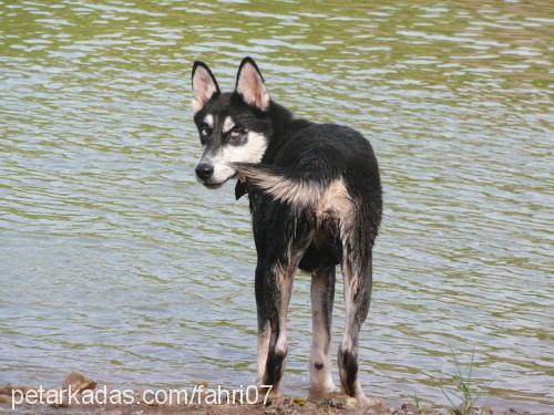 mişa Dişi Sibirya Kurdu (Husky)