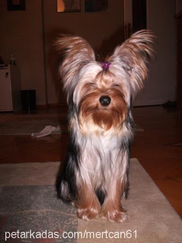 tyson Erkek Yorkshire Terrier