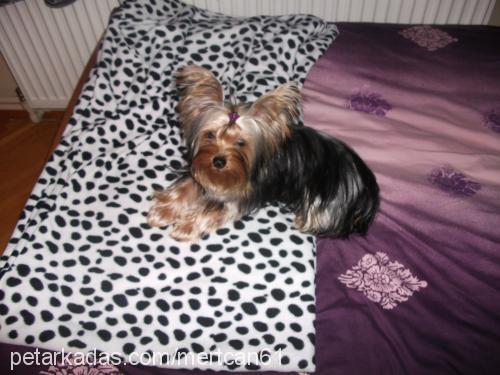 tyson Erkek Yorkshire Terrier