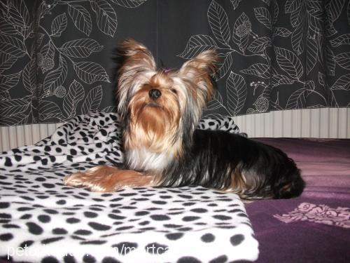 tyson Erkek Yorkshire Terrier