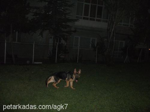 mİka Dişi Alman Çoban Köpeği