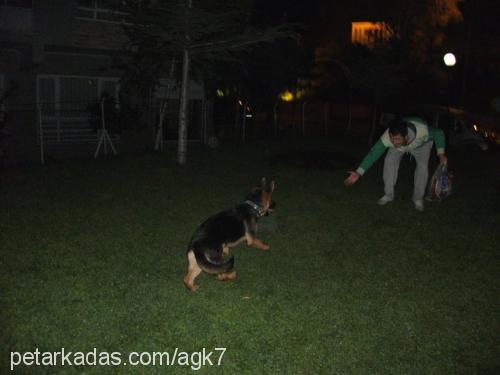 mİka Dişi Alman Çoban Köpeği