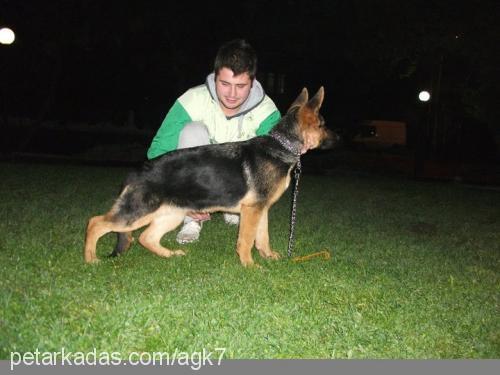 mİka Dişi Alman Çoban Köpeği