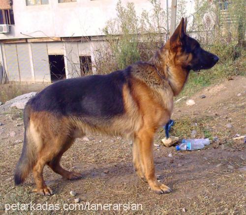 flipvontuni Erkek Alman Çoban Köpeği