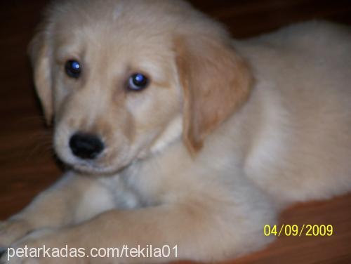 tekila Erkek Golden Retriever