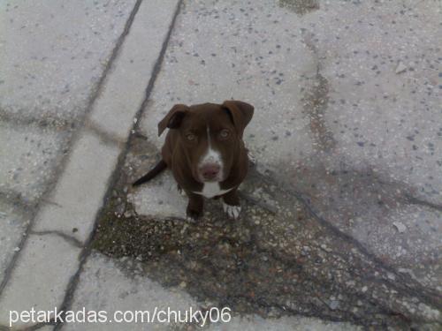 zeynaa Dişi Amerikan Staffordshire Terrier