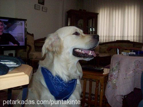 dost Erkek Golden Retriever