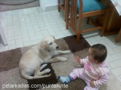 dost Erkek Golden Retriever