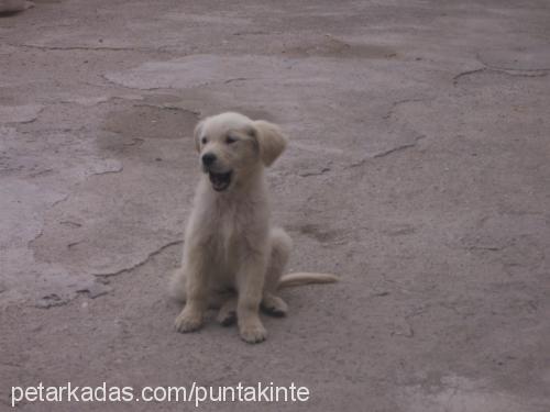 dost Erkek Golden Retriever