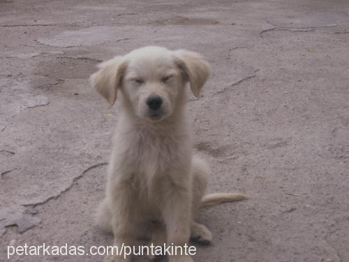 dost Erkek Golden Retriever