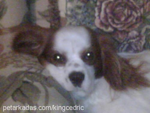 cedric Erkek Cavalier King Charles Spanieli