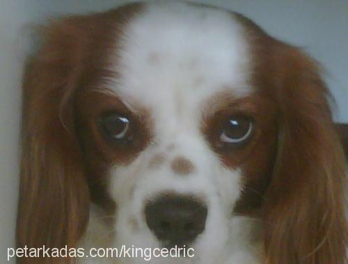 cedric Erkek Cavalier King Charles Spanieli