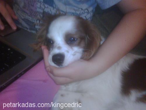 cedric Erkek Cavalier King Charles Spanieli