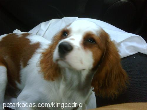 cedric Erkek Cavalier King Charles Spanieli