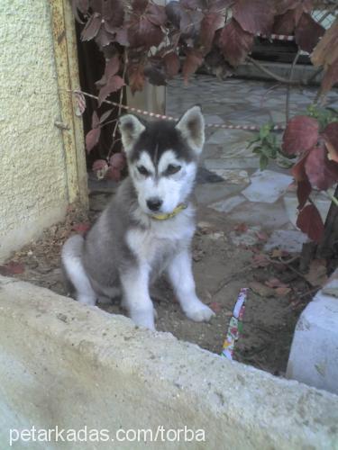 torba Erkek Sibirya Kurdu (Husky)