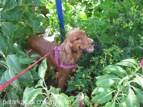 puki Dişi İngiliz Cocker Spaniel