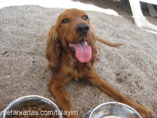 puki Dişi İngiliz Cocker Spaniel