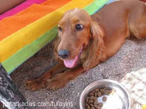 puki Dişi İngiliz Cocker Spaniel