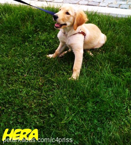 hera Dişi Golden Retriever