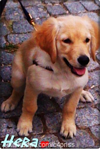 hera Dişi Golden Retriever