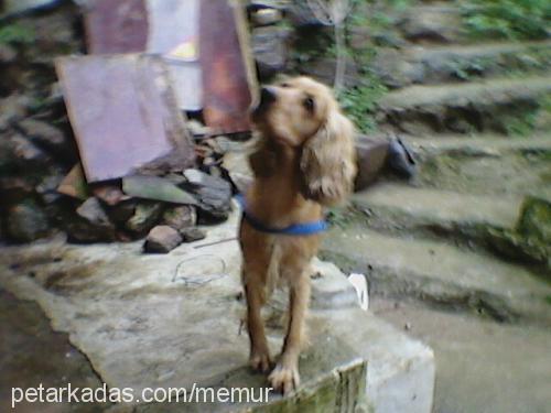 fika Dişi İngiliz Cocker Spaniel