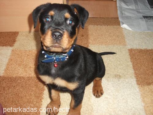 hector Erkek Rottweiler