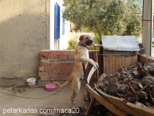 maça Erkek Kangal