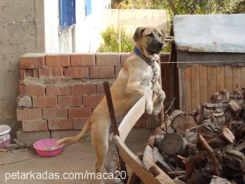 maça Erkek Kangal