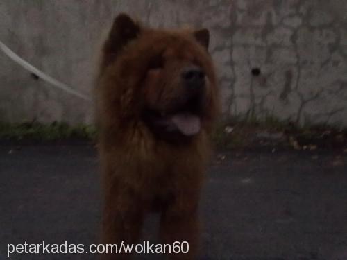 aslan Erkek Chow Chow