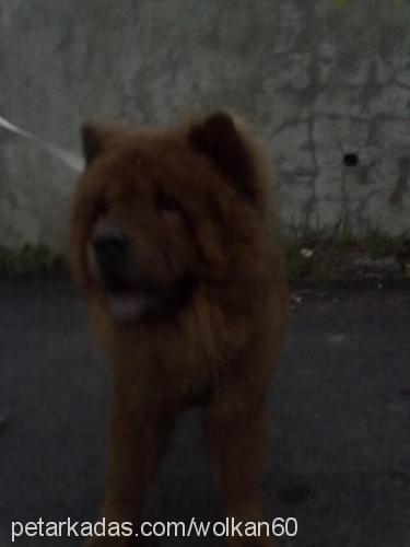 aslan Erkek Chow Chow